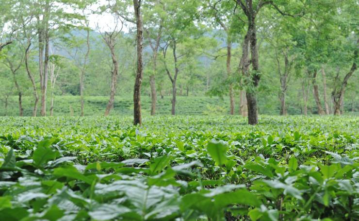 Assam Tea Field