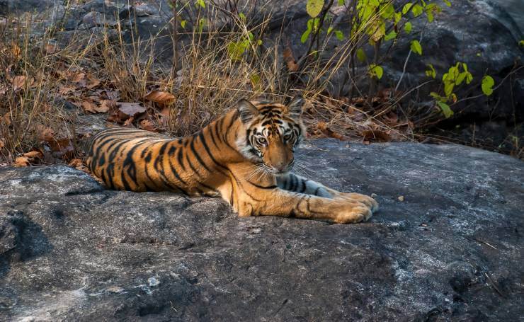 Bandhavgarh Tiger Reserve Tiger