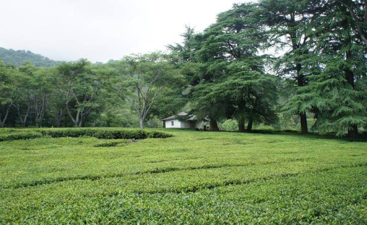 Dharamshala Tea Garden