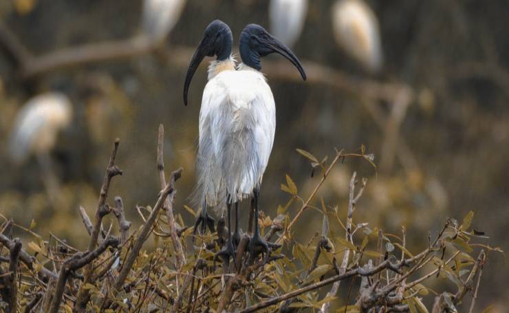 Gudavi Bird Sanctuary