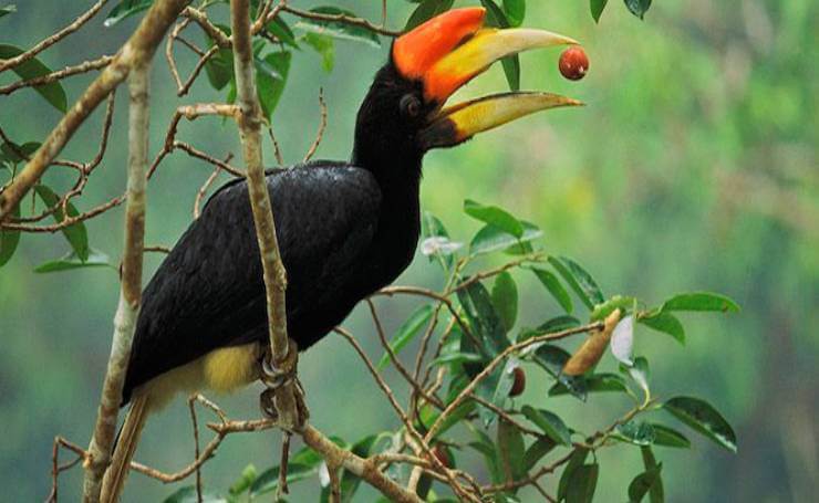 Pathiramanal Bird Sanctuary
