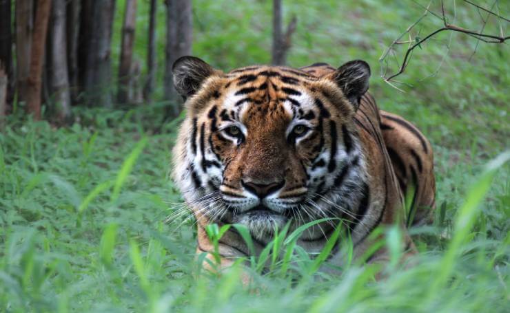 Tiger at Bandhavgarh National Park