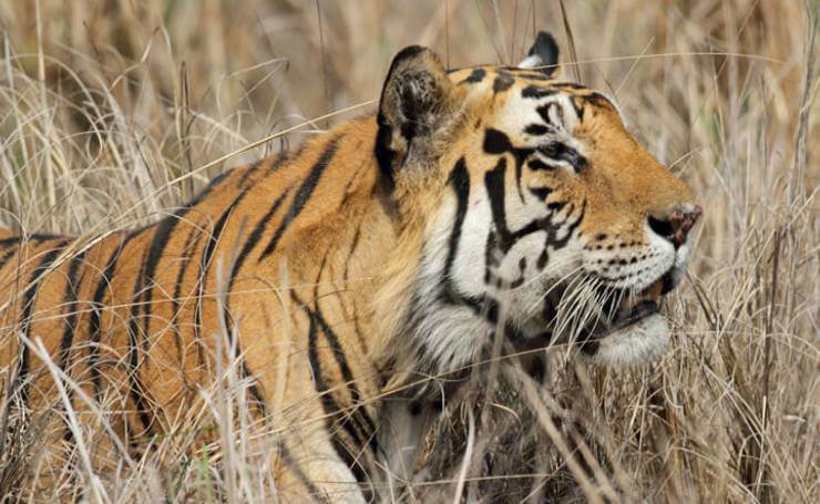 Tiger-at-Panna-National-Park