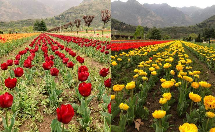 Kashmir Tulip Tourism