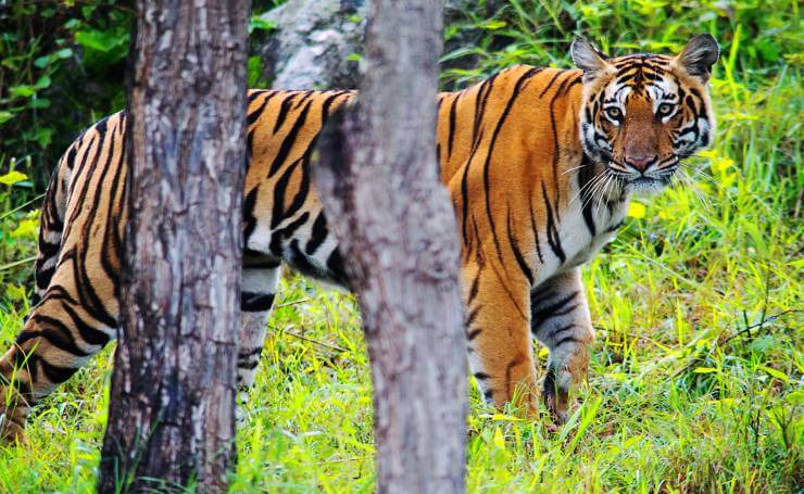 Bandipur National Park