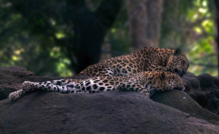 Bannerghatta National Park - Leopards