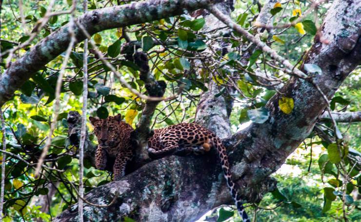 Kabini National Park- Leopard