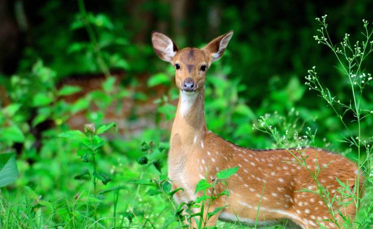 Nagarhole National Park - Cheetal