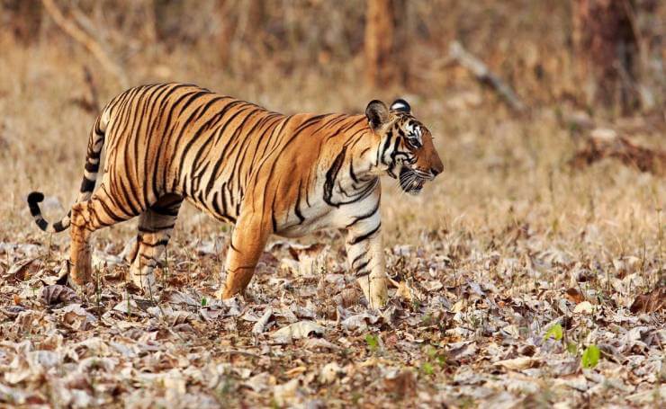 Nagarhole National Park