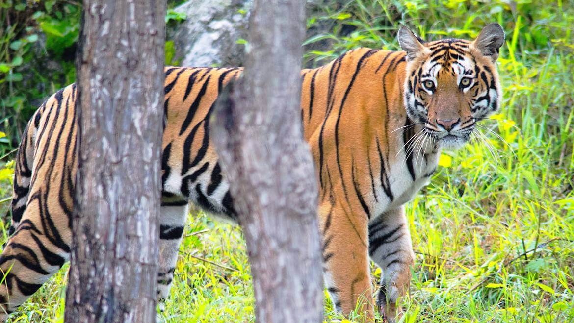 night jungle safari in india