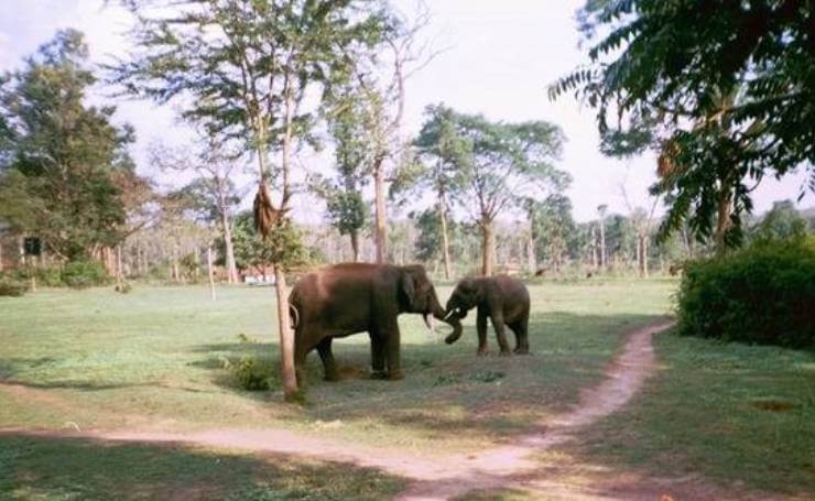 Dubare Elephant Camp Karnataka