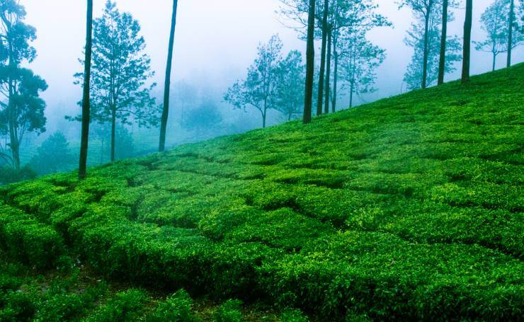 Munnar Hill Station