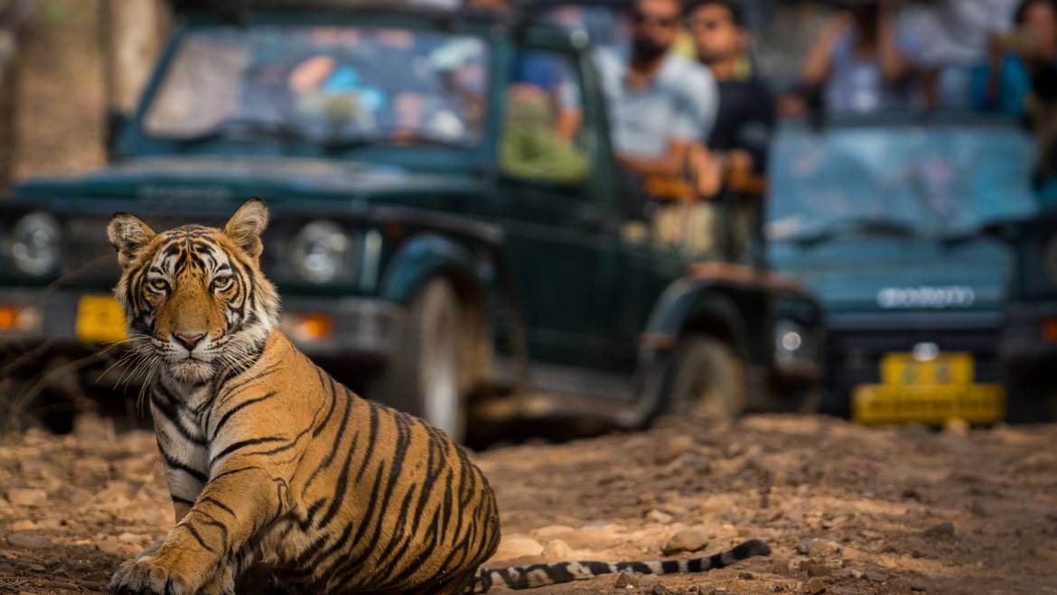 safari ride in rajasthan