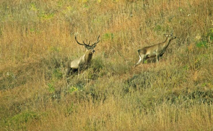 Dachigam National Park