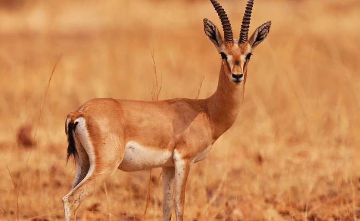 Desert National Sanctuary Rajasthan