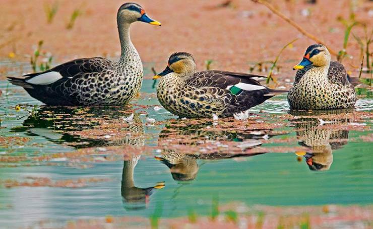 Keoladeo Ghana Bird Sanctuary Rajasthan