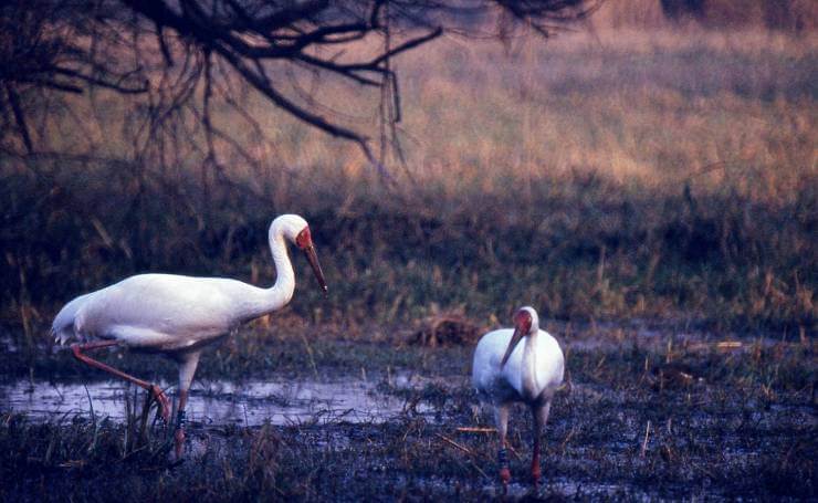 Keoladeo National Park - Siberian Crane Bharatpur Bird Sanctuary