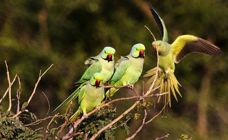 Kumbhalgarh Wildlife Sanctuary - Birding