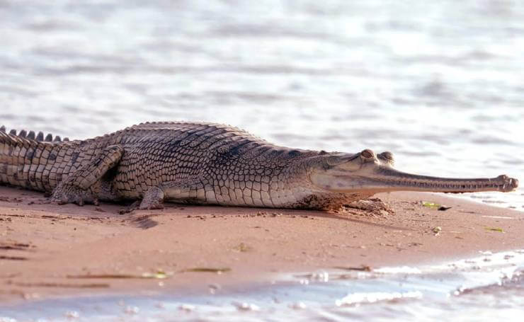 National Chambal Wildlife Sanctuary Rajasthan