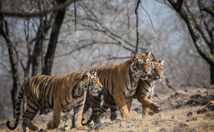 Ranthambore National Park Rajasthan Tiger