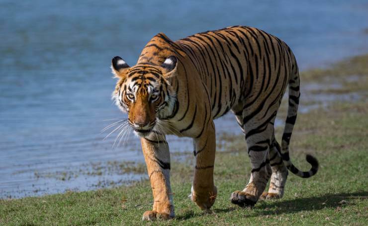 Ranthambore Tiger