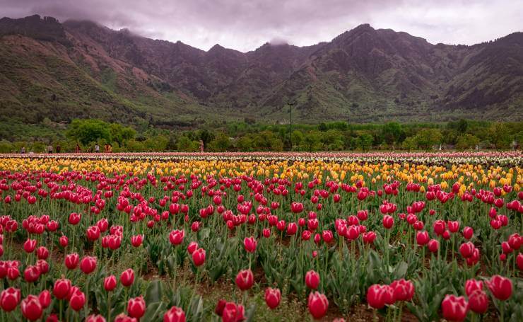 Tulip Garden Srinagar Kashmir