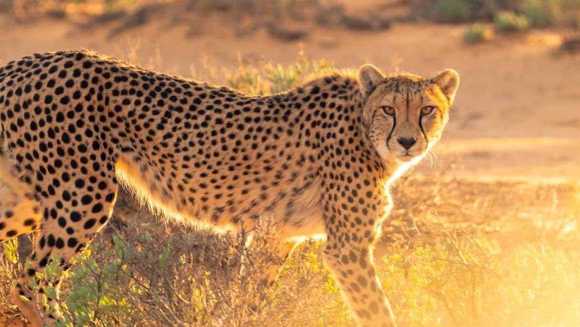 Kuno National Park Gets 8 African Cheetah Under Project Cheetah
