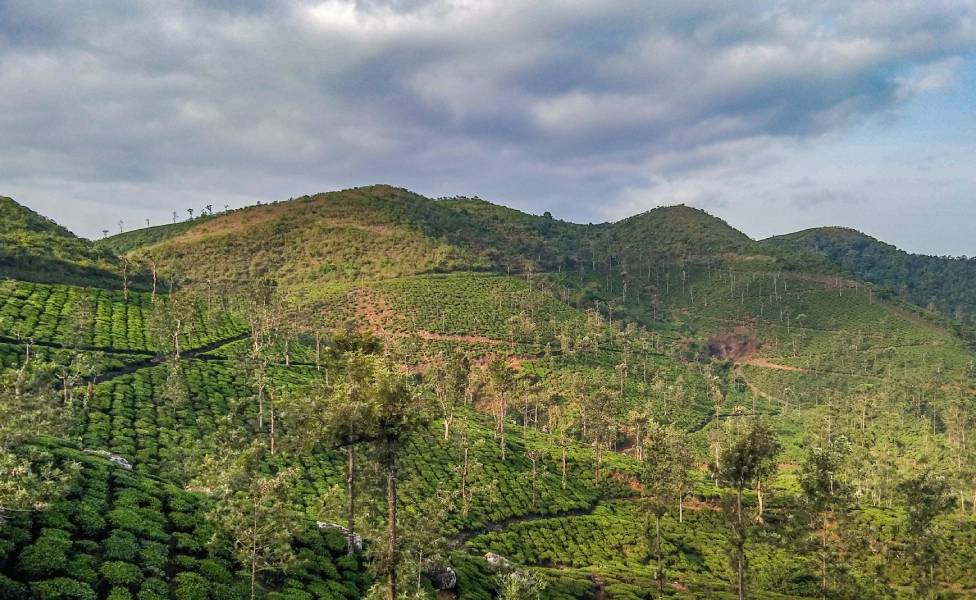 Tamil Nadu - Tea Plantations Nilgiris
