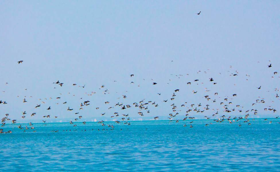 Chilika Lake Odisha