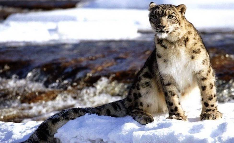 Gangotri National Park Snow Leopard