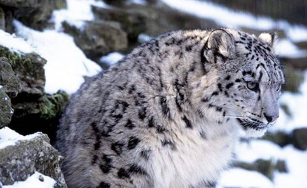 Govind-Pashu-Vihar-National-Park Snow Leopard