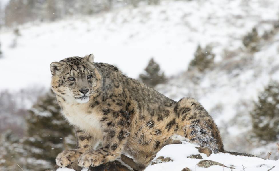 Great-Himalayan-National-Park Snow Leopard