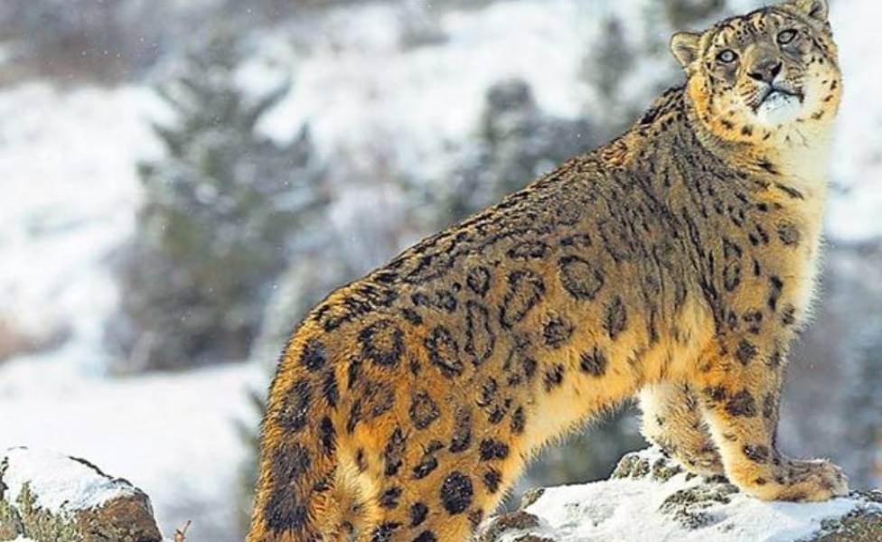 Khangchendzonga-National-Park Snow Leopard