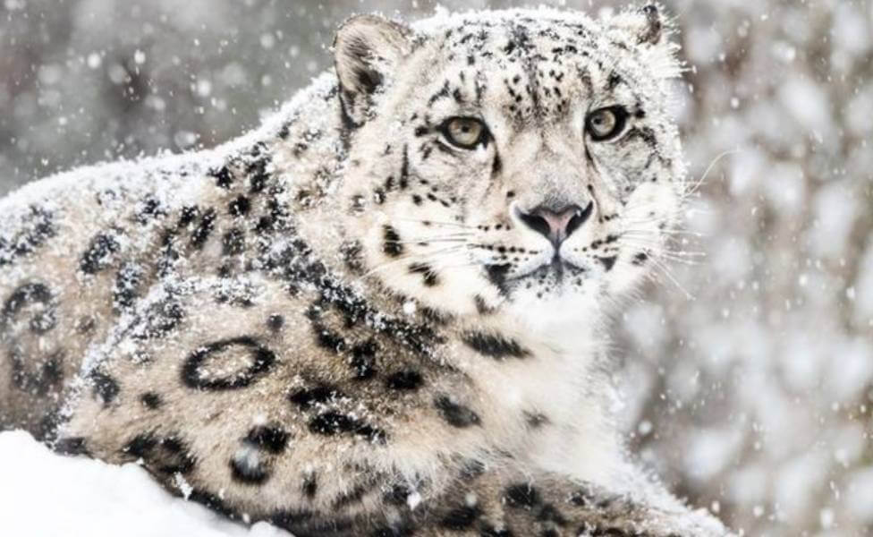Namdapha-National-Park Snow Leopard
