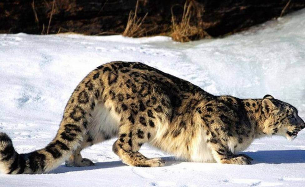 Nanda-Devi-National-Park Snow Leopard