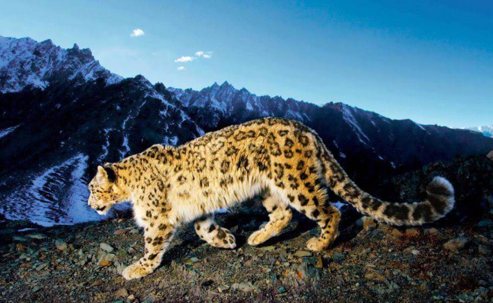 Pin Valley National Park Snow Leopard