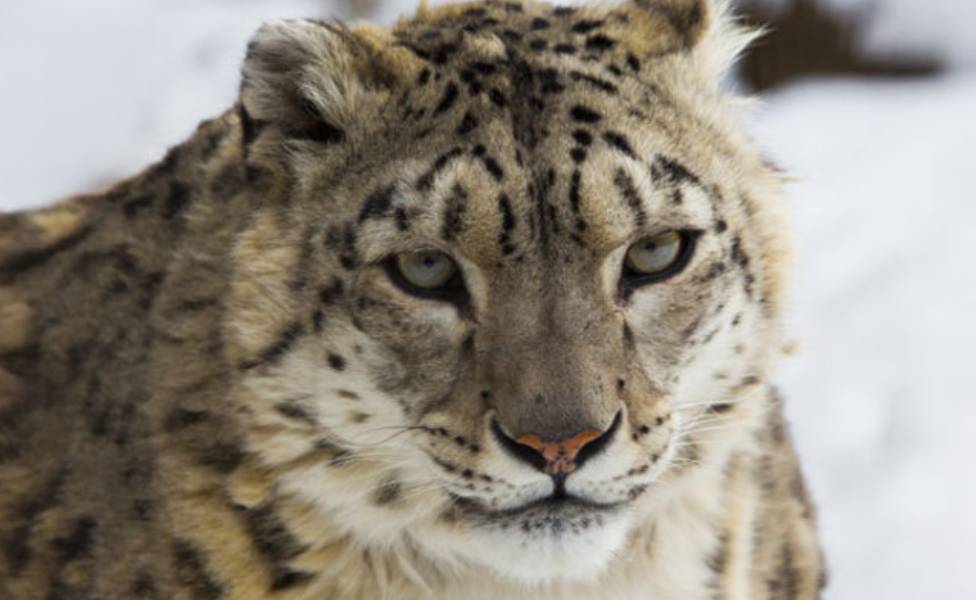 Snow Leopard Kumaon-Hills