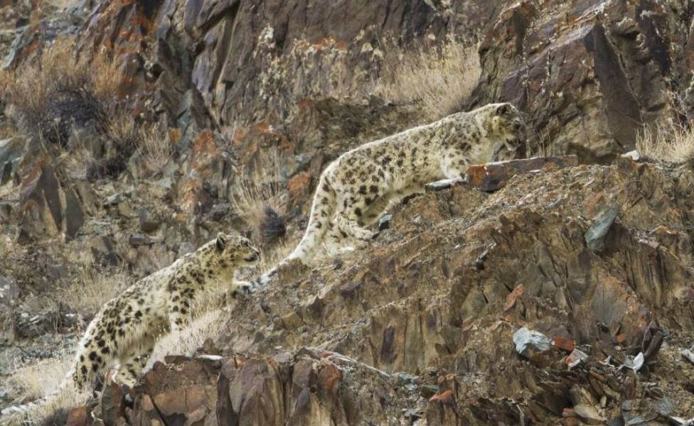 Snow Leopard Sighting Ladakh