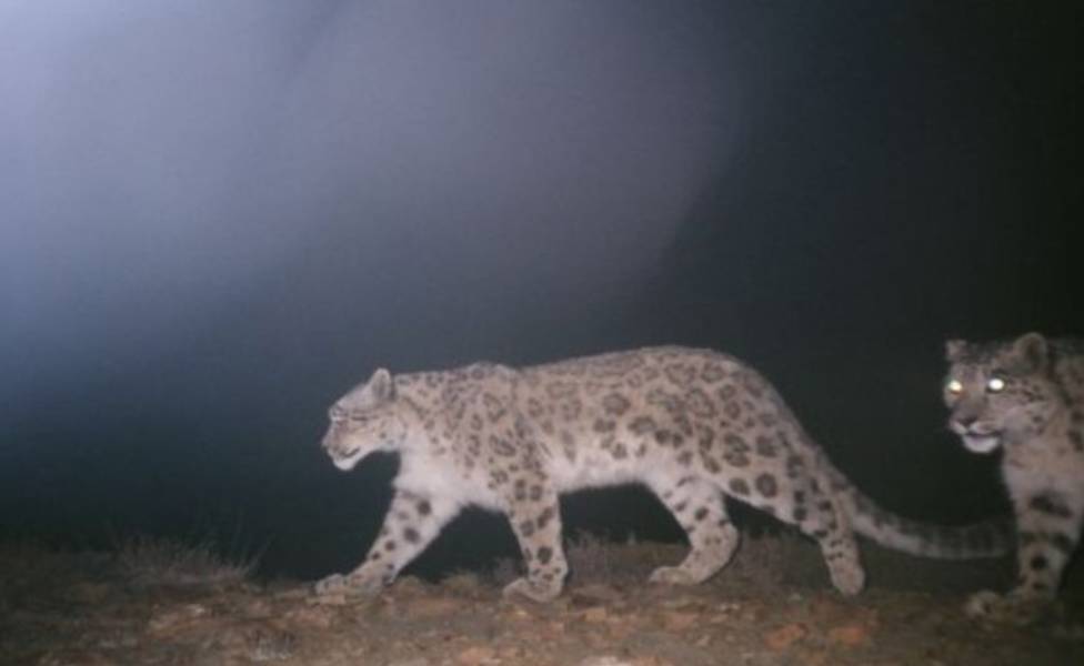 Upper-Spiti-Valley Snow Leopard