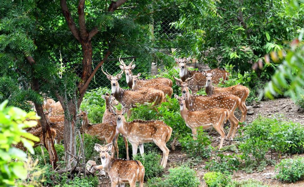 Sajjangarh Biological Park Udaipur