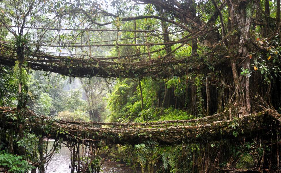 Double Decker Living Root Bridge Meghalaya