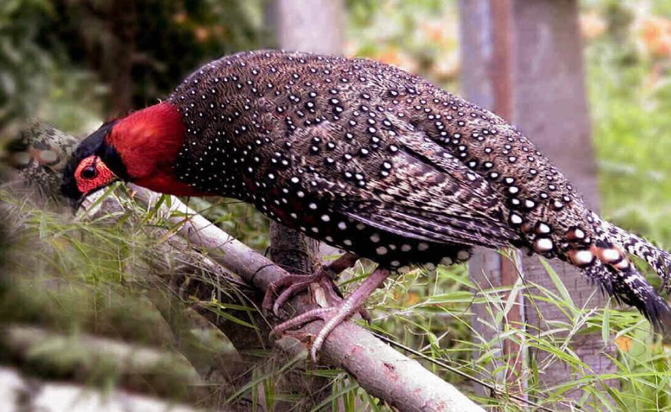 Himalayan Bird Park Shimla