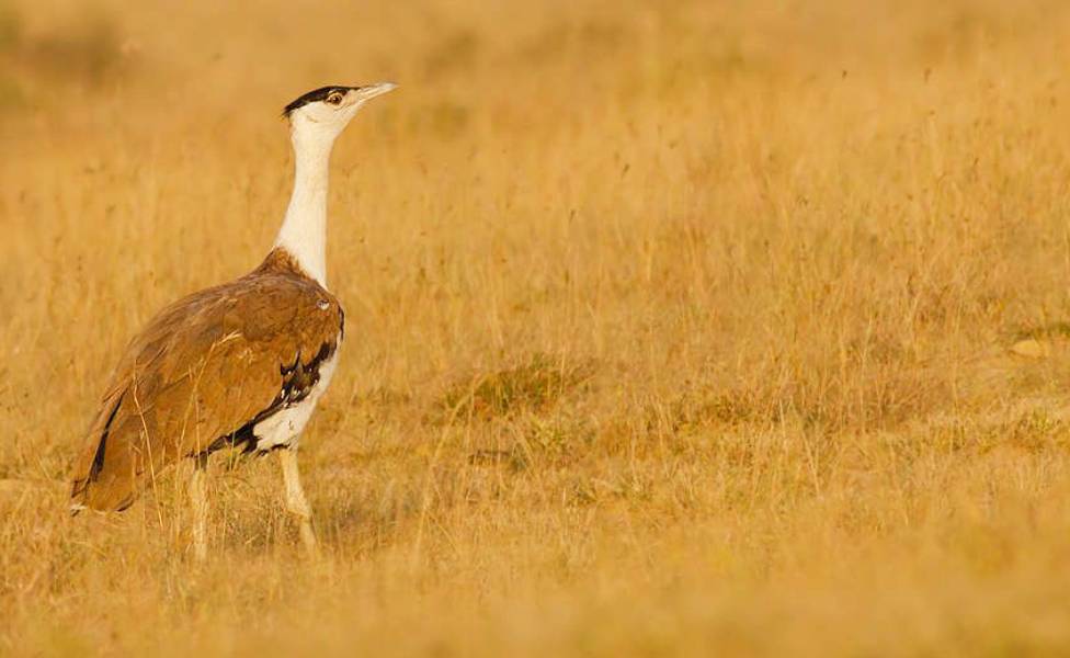 Kutch Great Indian Bustard Sanctuary