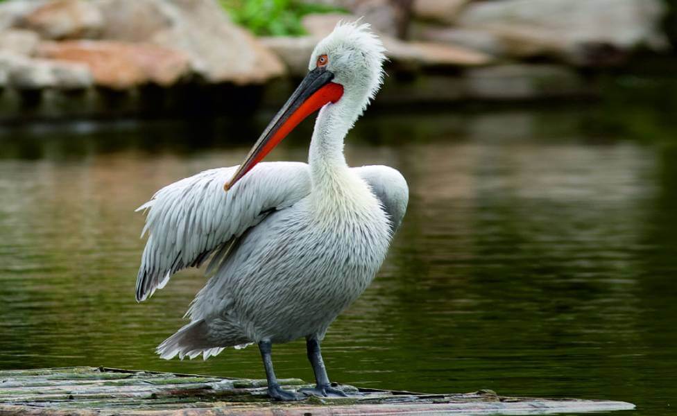 Nalsarovar Bird Sanctuary