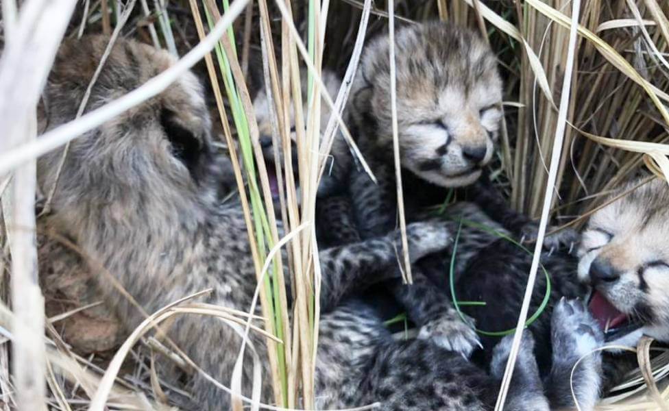 New Born Cubs at Kuno National Park