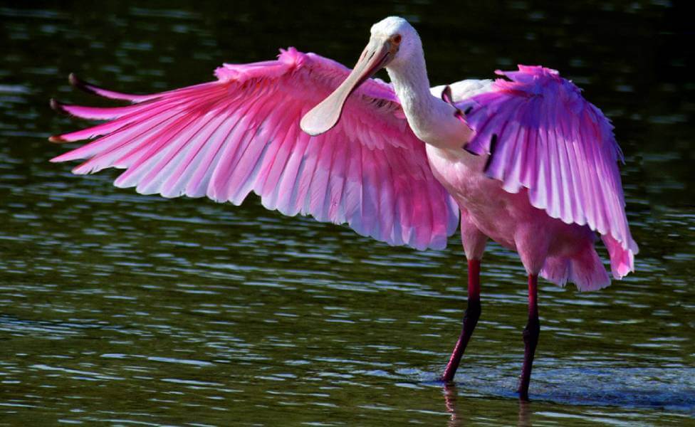 Thol Lake Bird Sanctuary