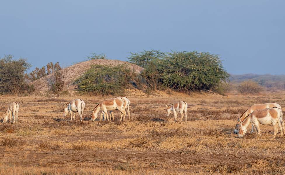 Wild Ass Sanctuary Gujarat