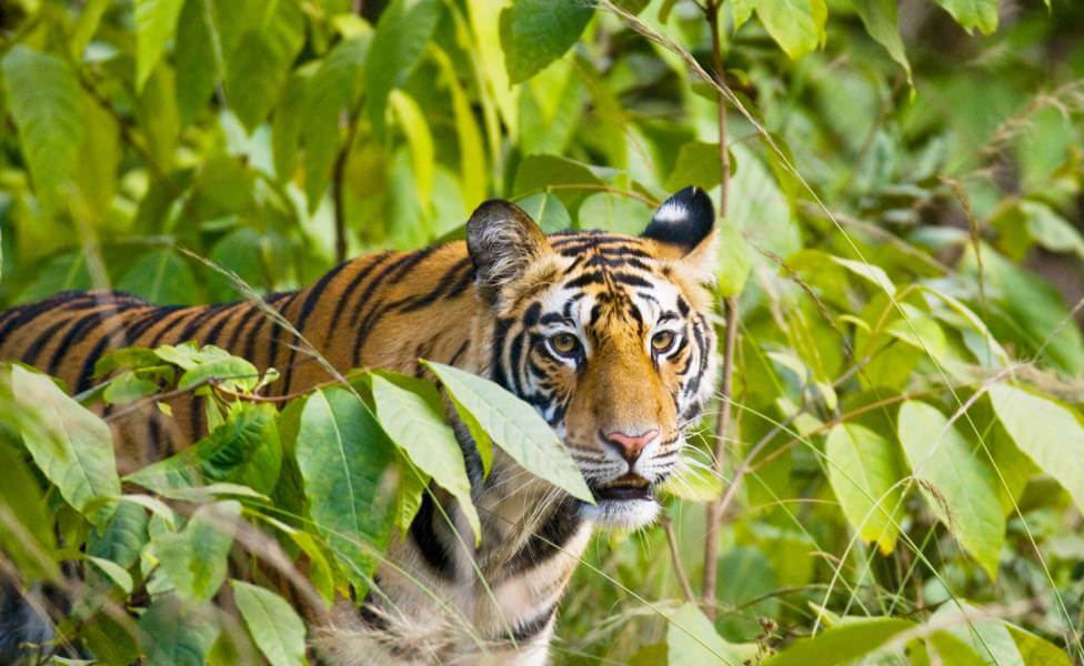 Bandhavgarh Reserve Tiger