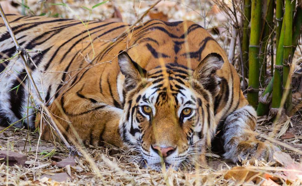 Bandhavgarh Tiger