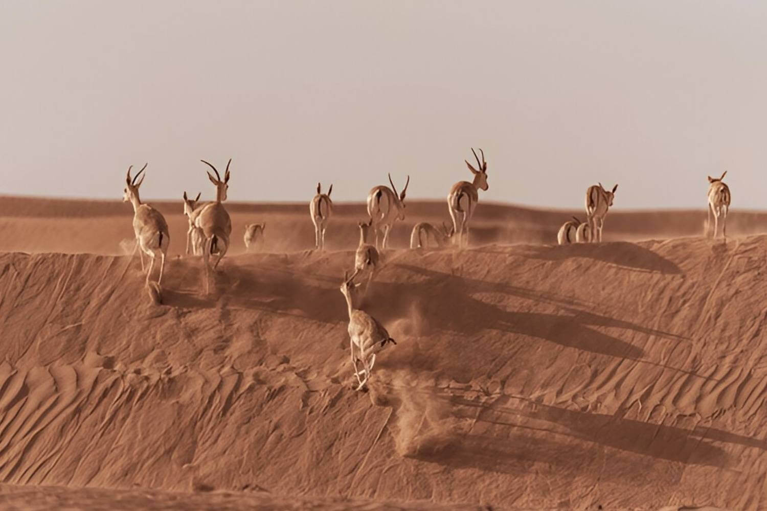 Dubai Tourism - Dubai Desert Conservation Reserve- Must Visit Place